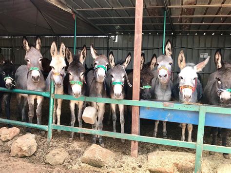 Safe Haven For Donkeys In The.